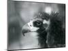 A near Threatened Eurasian Black Vulture at London Zoo, 1927 (B/W Photo)-Frederick William Bond-Mounted Giclee Print