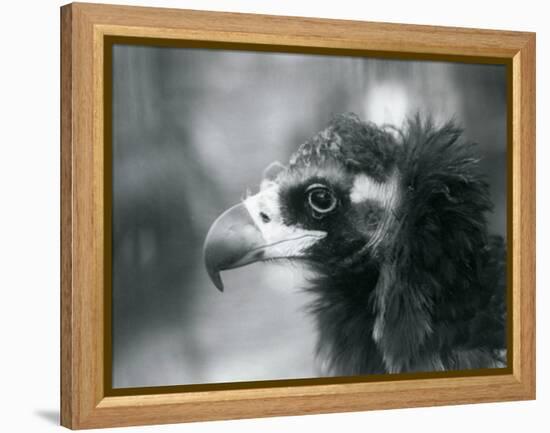 A near Threatened Eurasian Black Vulture at London Zoo, 1927 (B/W Photo)-Frederick William Bond-Framed Premier Image Canvas