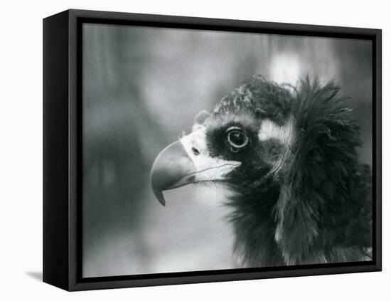 A near Threatened Eurasian Black Vulture at London Zoo, 1927 (B/W Photo)-Frederick William Bond-Framed Premier Image Canvas