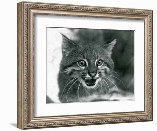 A near Threatened Pampas Cat/Pantanal Cat/Colocolo at London Zoo in 1929 (B/W Photo)-Frederick William Bond-Framed Giclee Print