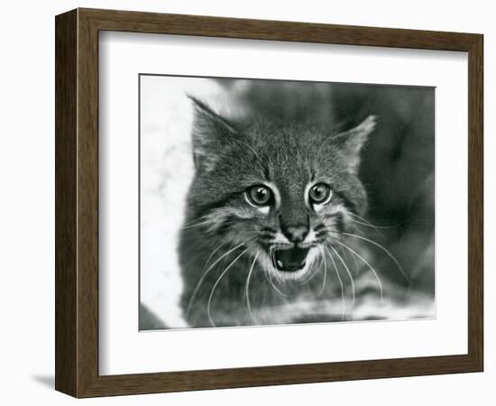 A near Threatened Pampas Cat/Pantanal Cat/Colocolo at London Zoo in 1929 (B/W Photo)-Frederick William Bond-Framed Giclee Print