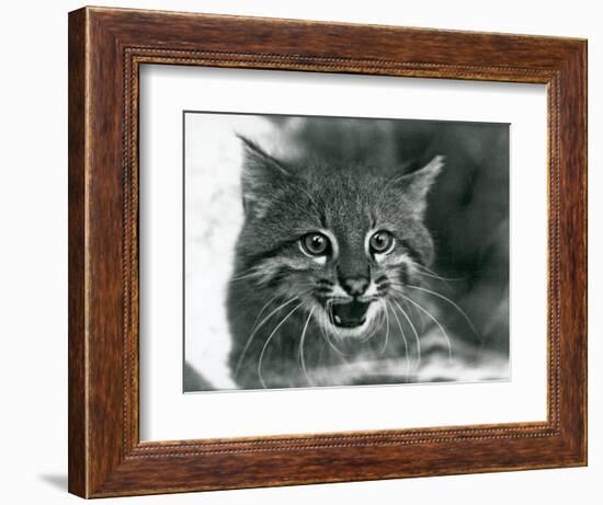 A near Threatened Pampas Cat/Pantanal Cat/Colocolo at London Zoo in 1929 (B/W Photo)-Frederick William Bond-Framed Giclee Print