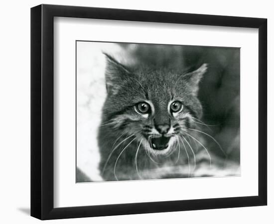 A near Threatened Pampas Cat/Pantanal Cat/Colocolo at London Zoo in 1929 (B/W Photo)-Frederick William Bond-Framed Giclee Print