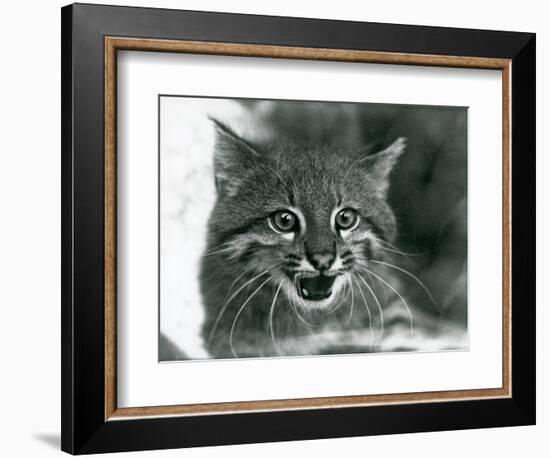 A near Threatened Pampas Cat/Pantanal Cat/Colocolo at London Zoo in 1929 (B/W Photo)-Frederick William Bond-Framed Giclee Print