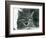 A near Threatened Pampas Cat/Pantanal Cat/Colocolo at London Zoo in 1929 (B/W Photo)-Frederick William Bond-Framed Giclee Print