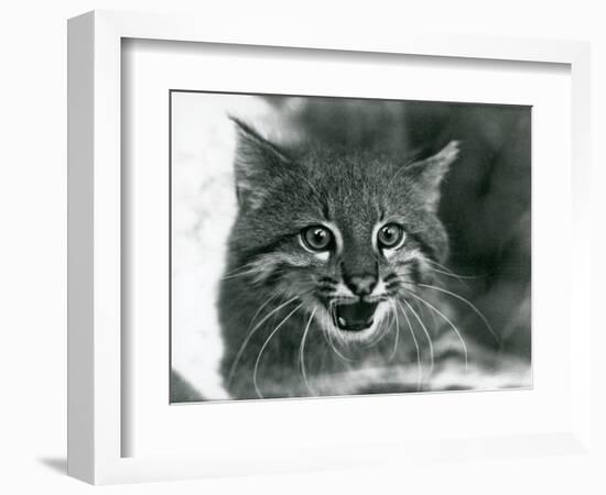 A near Threatened Pampas Cat/Pantanal Cat/Colocolo at London Zoo in 1929 (B/W Photo)-Frederick William Bond-Framed Giclee Print