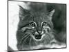 A near Threatened Pampas Cat/Pantanal Cat/Colocolo at London Zoo in 1929 (B/W Photo)-Frederick William Bond-Mounted Giclee Print