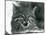 A near Threatened Pampas Cat/Pantanal Cat/Colocolo at London Zoo in 1929 (B/W Photo)-Frederick William Bond-Mounted Giclee Print