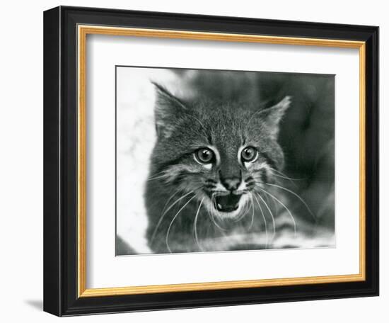 A near Threatened Pampas Cat/Pantanal Cat/Colocolo at London Zoo in 1929 (B/W Photo)-Frederick William Bond-Framed Giclee Print