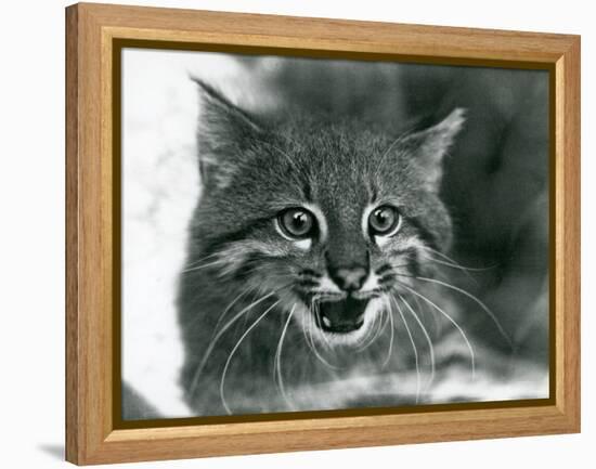 A near Threatened Pampas Cat/Pantanal Cat/Colocolo at London Zoo in 1929 (B/W Photo)-Frederick William Bond-Framed Premier Image Canvas