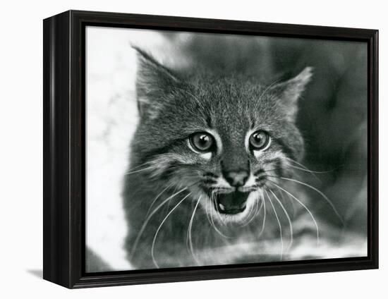 A near Threatened Pampas Cat/Pantanal Cat/Colocolo at London Zoo in 1929 (B/W Photo)-Frederick William Bond-Framed Premier Image Canvas