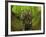 A Nedoceratops Wanders a Cretaceous Forest-Stocktrek Images-Framed Photographic Print