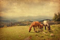 Two Horses and Foal  in Meadow.  Photo in Retro Style. Paper Texture.-A_nella-Photographic Print