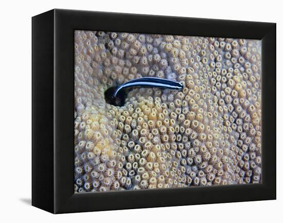 A Neon Goby Takes a Look Outside its Hole in Live Boulder Star Coral-Stocktrek Images-Framed Premier Image Canvas