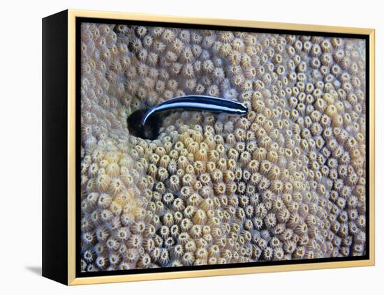 A Neon Goby Takes a Look Outside its Hole in Live Boulder Star Coral-Stocktrek Images-Framed Premier Image Canvas