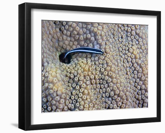 A Neon Goby Takes a Look Outside its Hole in Live Boulder Star Coral-Stocktrek Images-Framed Photographic Print