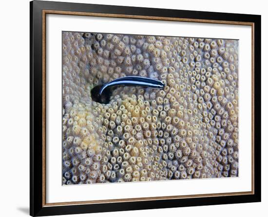 A Neon Goby Takes a Look Outside its Hole in Live Boulder Star Coral-Stocktrek Images-Framed Photographic Print