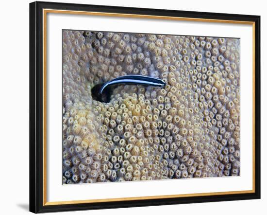 A Neon Goby Takes a Look Outside its Hole in Live Boulder Star Coral-Stocktrek Images-Framed Photographic Print