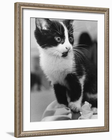 A Nervous Looking Kitten-null-Framed Photographic Print