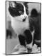 Photographic Print