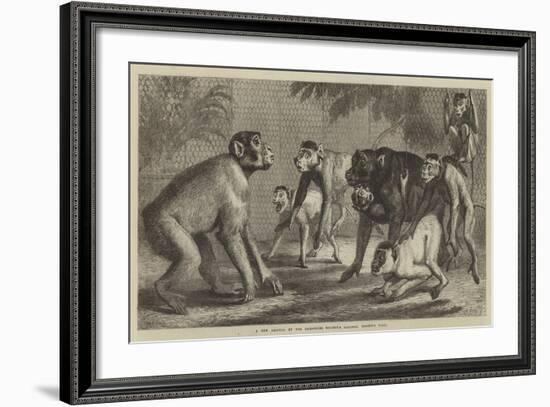 A New Arrival at the Zoological Society's Gardens, Regent's Park-Samuel John Carter-Framed Giclee Print