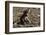 A new born chacma baboon (Papio ursinus), Chobe National Park, Botswana, Africa-Sergio Pitamitz-Framed Photographic Print