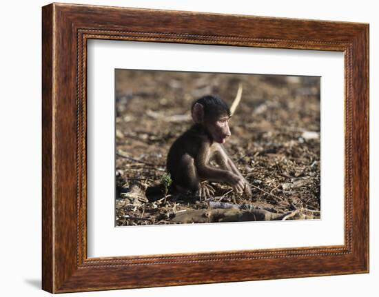 A new born chacma baboon (Papio ursinus), Chobe National Park, Botswana, Africa-Sergio Pitamitz-Framed Photographic Print