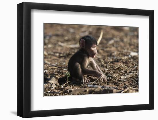 A new born chacma baboon (Papio ursinus), Chobe National Park, Botswana, Africa-Sergio Pitamitz-Framed Photographic Print