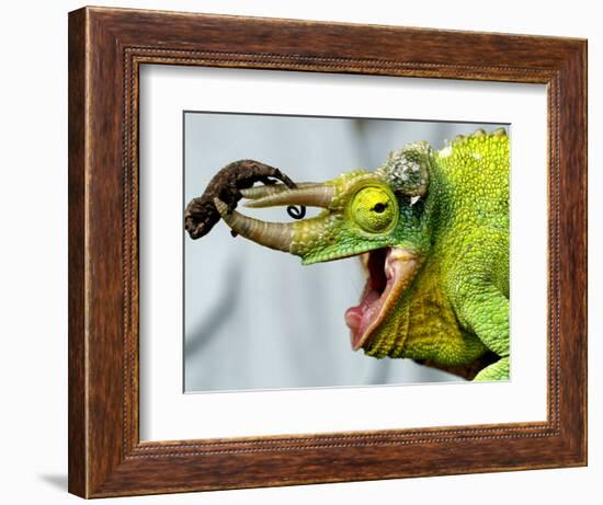 A Newly Born Jackson's Chameleon Rests on its Dad's Horns-null-Framed Photographic Print