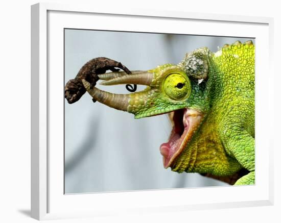 A Newly Born Jackson's Chameleon Rests on its Dad's Horns-null-Framed Photographic Print