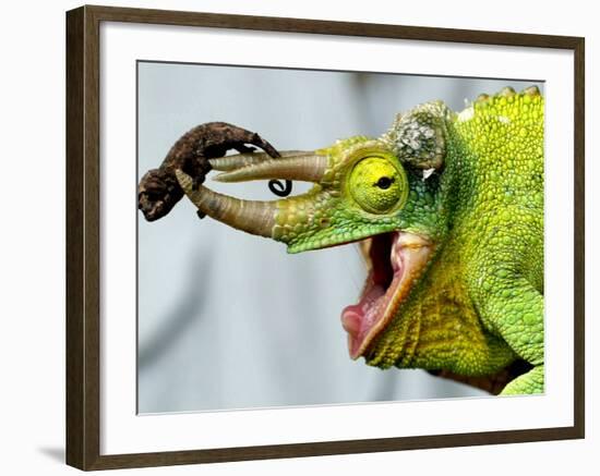 A Newly Born Jackson's Chameleon Rests on its Dad's Horns-null-Framed Photographic Print