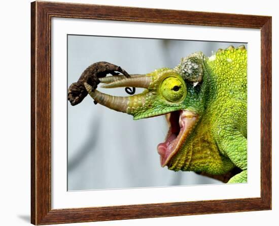 A Newly Born Jackson's Chameleon Rests on its Dad's Horns-null-Framed Photographic Print