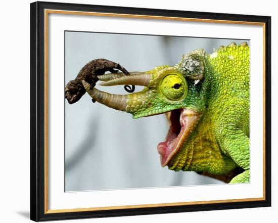 A Newly Born Jackson's Chameleon Rests on its Dad's Horns-null-Framed Photographic Print