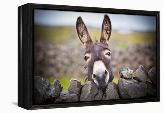 A Nice Donkey under the Rain . Aran Islands, Ireland.-Luca Fabbian-Framed Premier Image Canvas