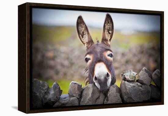 A Nice Donkey under the Rain . Aran Islands, Ireland.-Luca Fabbian-Framed Premier Image Canvas