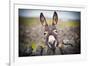 A Nice Donkey under the Rain . Aran Islands, Ireland.-Luca Fabbian-Framed Photographic Print