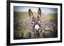 A Nice Donkey under the Rain . Aran Islands, Ireland.-Luca Fabbian-Framed Photographic Print