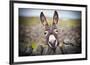 A Nice Donkey under the Rain . Aran Islands, Ireland.-Luca Fabbian-Framed Photographic Print