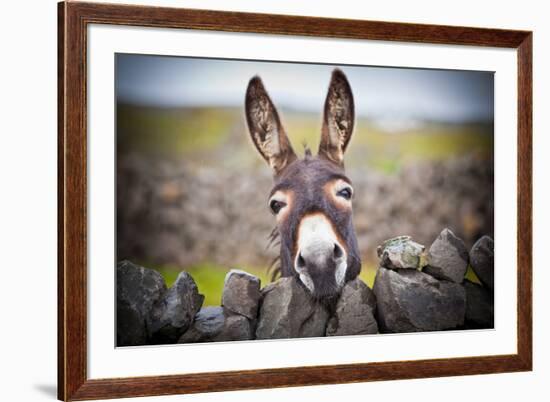 A Nice Donkey under the Rain . Aran Islands, Ireland.-Luca Fabbian-Framed Photographic Print