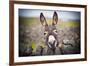 A Nice Donkey under the Rain . Aran Islands, Ireland.-Luca Fabbian-Framed Photographic Print