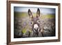 A Nice Donkey under the Rain . Aran Islands, Ireland.-Luca Fabbian-Framed Photographic Print