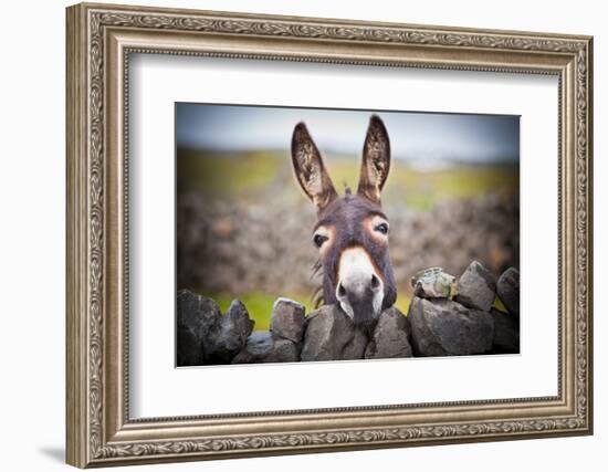 A Nice Donkey under the Rain . Aran Islands, Ireland.-Luca Fabbian-Framed Photographic Print