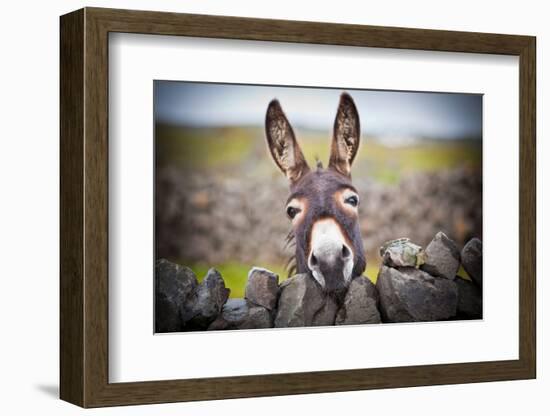 A Nice Donkey under the Rain . Aran Islands, Ireland.-Luca Fabbian-Framed Photographic Print