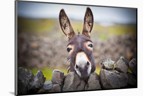 A Nice Donkey under the Rain . Aran Islands, Ireland.-Luca Fabbian-Mounted Photographic Print