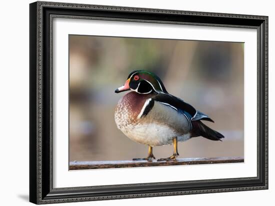 A Nice Drake Wood Duck in the Spring-Steve Oehlenschlager-Framed Photographic Print