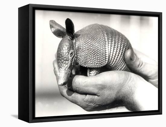 A Nine-Banded Armadillo, or Nine-Banded Long-Nosed Armadillo, Circa August 1926-Frederick William Bond-Framed Premier Image Canvas