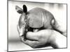 A Nine-Banded Armadillo, or Nine-Banded Long-Nosed Armadillo, Circa August 1926-Frederick William Bond-Mounted Photographic Print