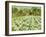 A Normandy Farmhouse-George Hitchcock-Framed Giclee Print