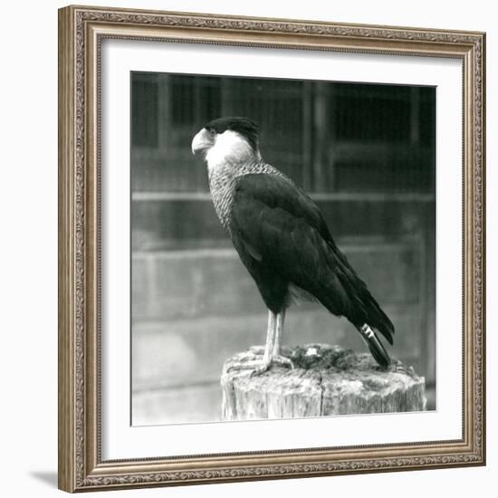 A Northern Crested Caracara Standing on a Log at London Zoo, September 1925 (B/W Photo)-Frederick William Bond-Framed Giclee Print