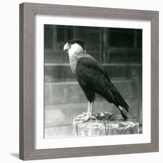 A Northern Crested Caracara Standing on a Log at London Zoo, September 1925 (B/W Photo)-Frederick William Bond-Framed Giclee Print